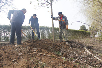 信阳灵石开展绿化厂区植树活动